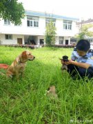 威尼斯人官网_威尼斯人网址_威尼斯人网站_三只狗狗已暂时在派出所里安家